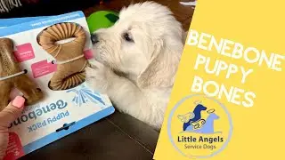 Our Puppies Try BeneBone Puppy Bones