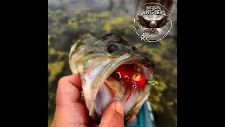 LOA Teammate Adam Carrigan talks Multi-Species Frog Fishing on Grass Mats and Structure.