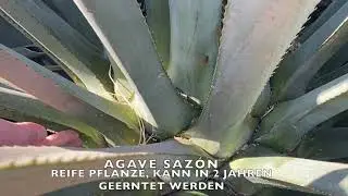 Jake Lustig on Stages of Maturation #3 Agave Saz&oacute;n GERMAN