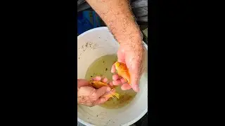 Breeder Selection - Lemon Peacock - Tropical Fish Hatchery