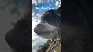 March 7, 2024 #healingjourney #suntherapy #doglovers #shorts