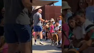 NO COMPRES! ADOPTA! 26o Desfile AUPA & Bioparc #aupa #protectoraaupa #adoptaunmestizo #bioparc