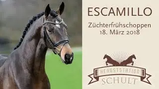 Escamillo Hengst v. Escolar - Rohdiamant