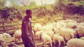 Inner City School Farm