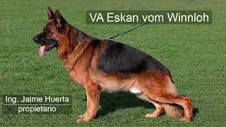 Eskan vom Winnloh