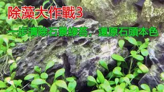 除藻大作戰3：一步清除石景綠苔，還原石頭本色|The easiest way to remove the moss from the stone in the fish tank.