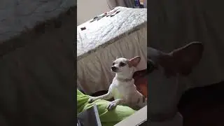 QUANDO ALGUEM VEM FALA DA SOFIA I YULI
