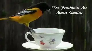 How To Make A DIY Decorative Oriole Feeder - Step by Step.