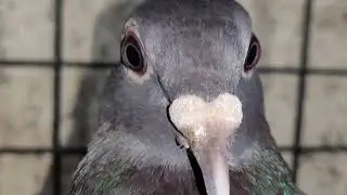 Jan Aarden pigeons Racing/Homer pigeons. Pedigree pigeons.