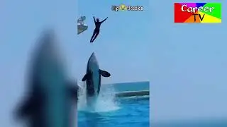 Jessica Radcliffe Last Journey | Orca Trainer Jessica Radcliffe Passed Away Jessica's Dolphin Video