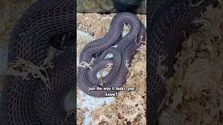 How to stop your snake from HIDING ALL DAY