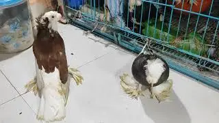 Benberg Pigeon