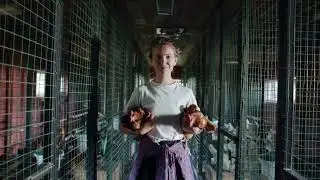 You&rsquo;ll LOL at Why Every Homestead Needs Chickens.