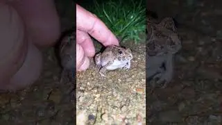 Survival Funny with frog jumping l laughing frog jumping #shorts #shortvideo #shortsfeed #funny