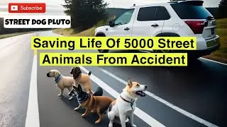 Saving Life Of 5000 Street Animals | Street Dog Pluto