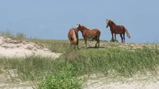 Colonial Spanish Horse | Wikipedia audio article