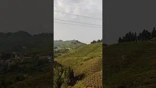 Tea Garden of Kanyam Ilam #nepal #tea #travel