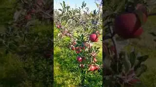 Delicious Apples in New York #shorts  #NewYork #apple