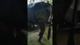 berburu sapi jumbo #sapi #sorotan #bakalansuper