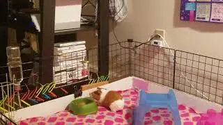 Guinea Pig Jumps Out of C&C Cage
