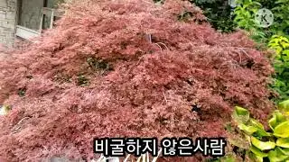 🇨🇦,Edward Garden, Canada,꽃정원 Canada life, walking, 캐나다 일상,캐나다 가을, 캐나다 일상