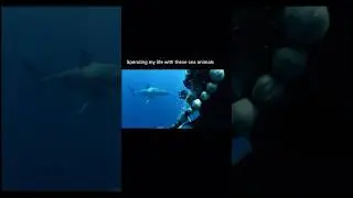 Protecting the ocean w/ my ​⁠@juansharks 💙 #sharks #savesharks #savetheocean #hawaii #a