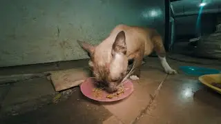A New Name for the Brown Cat