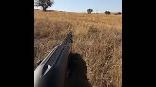 Tavşan avı. Rabbit hunting, صيد الارنب, охота на кроликов Partridge hunting