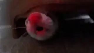 CRAZY EPIC FERRET!!!!!