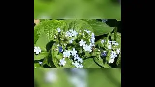 Красота весны. // Beauty of the spring.