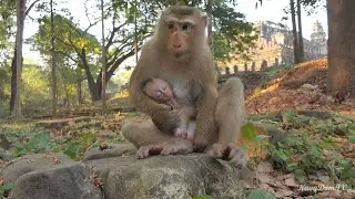 Heartwarming! Luna Shows Incredible Empathy as She Soothes Baby Royston's Tears when KT isn't near