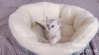 Cattery Life #5： Female Purebred British Shorthair Kitten