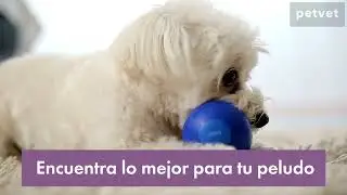 Todo para perros felices est&aacute; en Petvet.cl