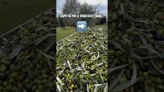 DALLE OLIVE ALL&rsquo;OLIO- montaggio/ perfavore sostienimi con un iscrizione e un mi piace 🙏 #masseriau