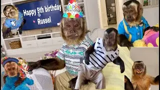 Monkey Russel’s Birthday 🥳 celebration 🎊 guess where (?) 😜🥰❤️🤪😍