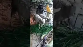 Lamb and pig friendship#animal#lover#shorts