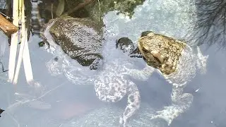 Die Erdkr&ouml;te (Bufo bufo) 