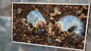 What Do White Grubs Eat? 7 Things They Love to Eat!