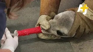 Hundreds Of Sea Lion Pups Starving And Alone In California