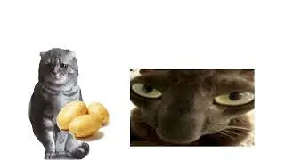Бульба