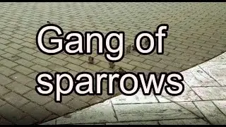 🐦Gang of sparrows in Veliko Tarnovo, Bulgaria/🐦Gang wr&oacute;belk&oacute;w w Wielkim Tyrnowie, Bułgaria
