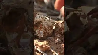 Rockhounding Chalcendony Agate