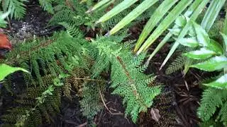Tropical looking Soft shield fern
