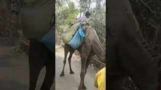 village life enjoy with animal #Shorts #trending #djsong #YouTube shorts