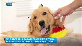 Cachorra paraplégica ganha nova família após ser rejeitada