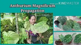 Easy Way of Propagating Anthurium Magnificum