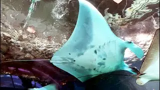 ナンヨウマンタ　Alfred manta　Mobula alfredi