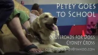 Petey Goes to Therapy Dog School