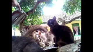 mengobati kucing sakit mata belekan// trixin obat mata kucing#kucingrescue