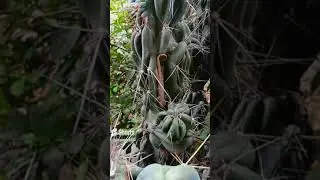 Vietnamese Lizard's Incredible CACTUS HIDEOUT (love that tail!) #nature #wildlife #lizards🦎